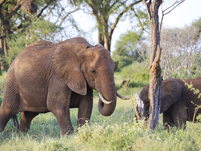 Read more about the article 1 Day Shimba Hills National Reserve Safari