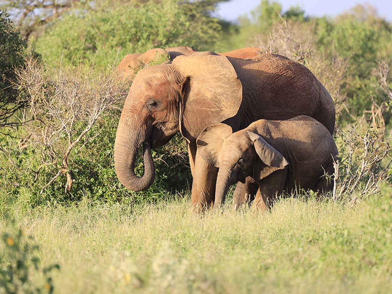 Read more about the article 2 Days Amboseli National Park Safari